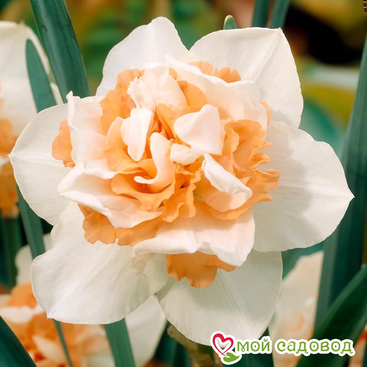 Нарцисс махровый Гай Кибо