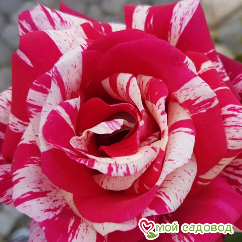 Роза чайно-гибридная Папагено