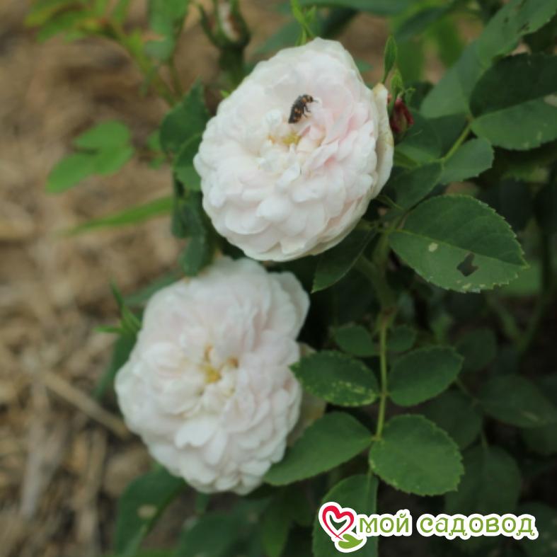 Роза Мари Бридж