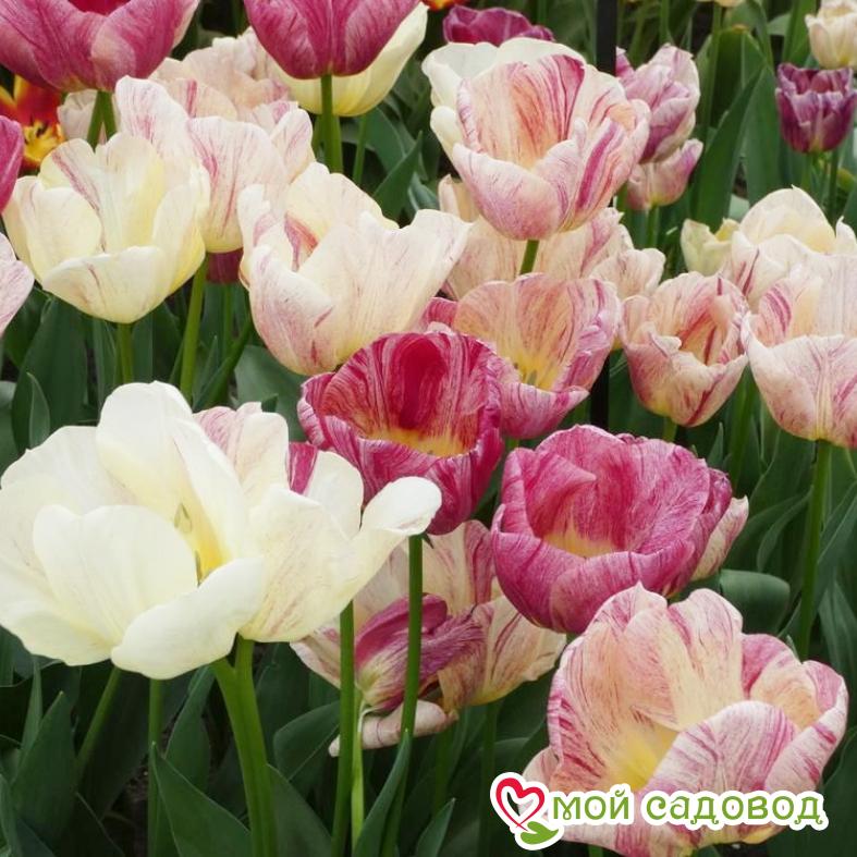 Тюльпан Канок