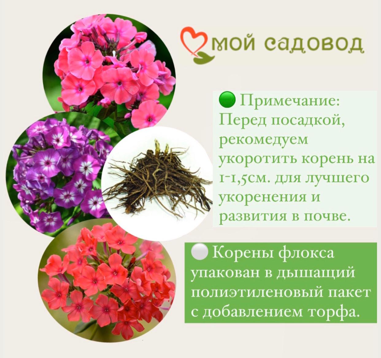 Флокс метельчатый Твистер