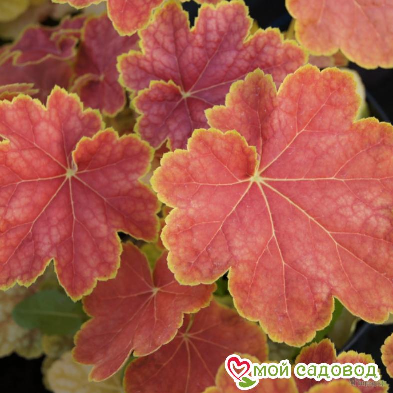 Гейхера Тирамису